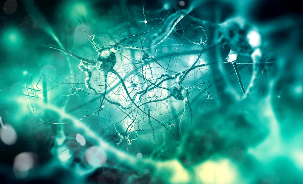 Cuáles son los principales neurotransmisores 2