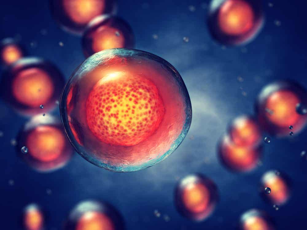 Proceso de diferenciación de células madre