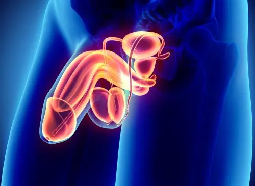 la-anatomia-del-pene-humano-difiere-de-otros-mamiferos