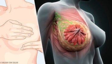 La anatomía de la mama