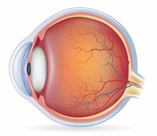 La anatomía del ojo en la capa media