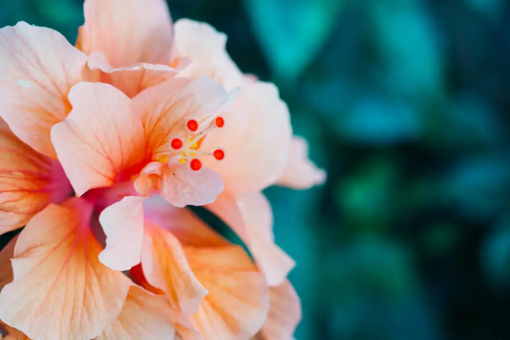 Mascarilla de hibiscus y yogurt para refrescar