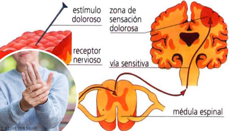 Nociceptores: los receptores del dolor