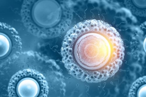 Qué son realmente las células madre y para qué sirven