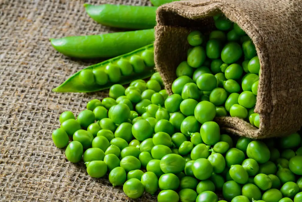 Comer chícharos reduce la posibilidad de contraer enfermedades