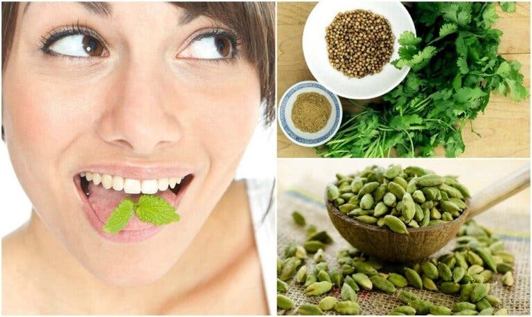 Refresca el aliento de tu boca con 6 plantas medicinales