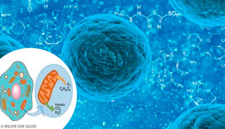 Bases teóricas de la respiración de las células