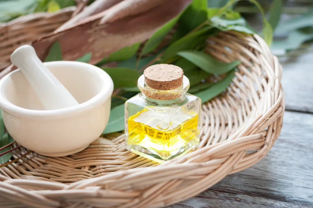 Aceite de eucalipto.
