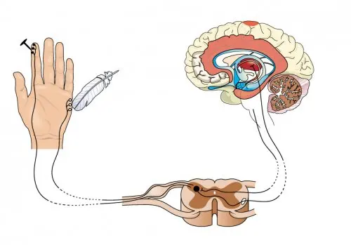 Tipos de nociceptores según el estímulo.