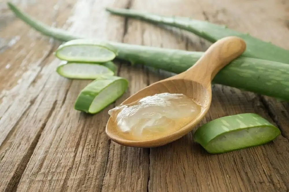aloe vera