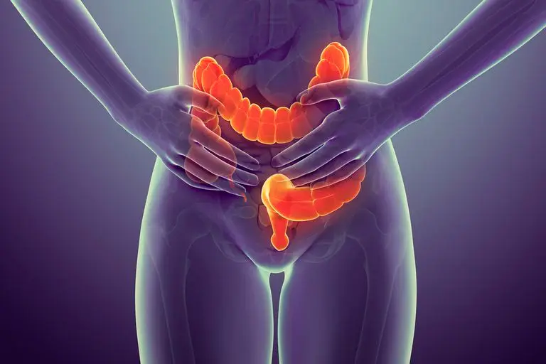 Recreación digital de intestino grueso