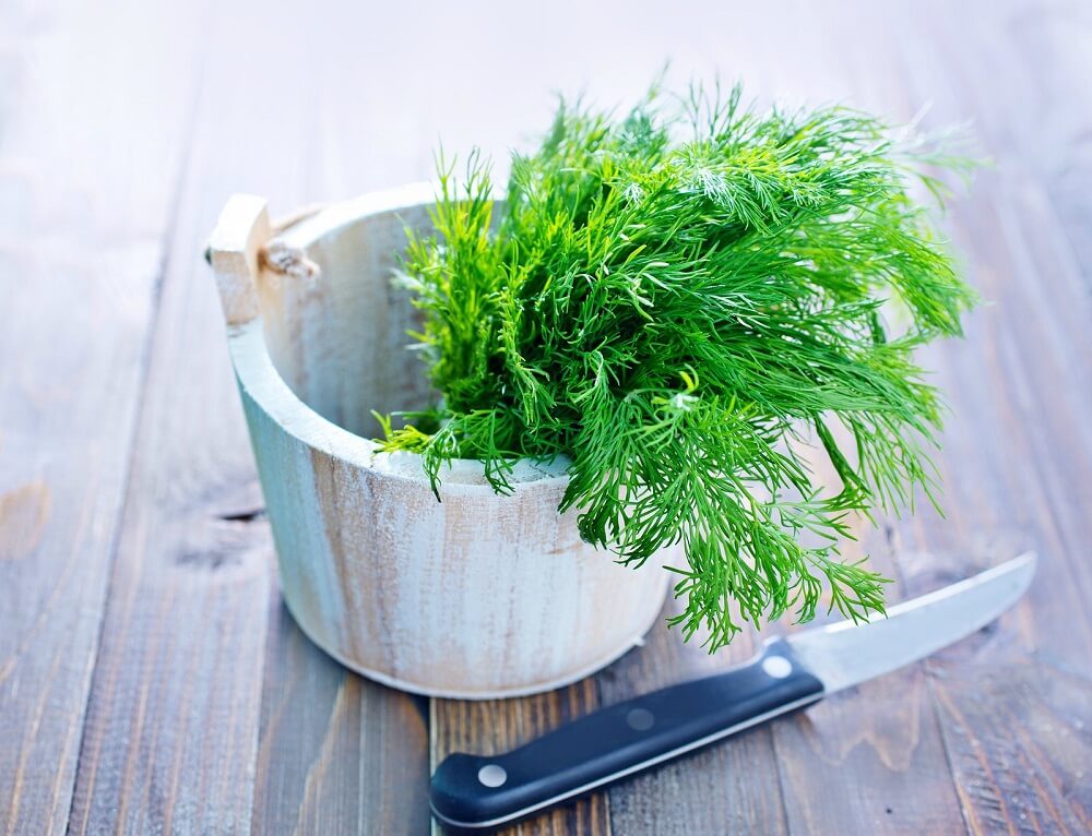 fresh dill in a wooden bowl, dill on the table