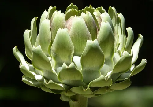 Alcachofa.