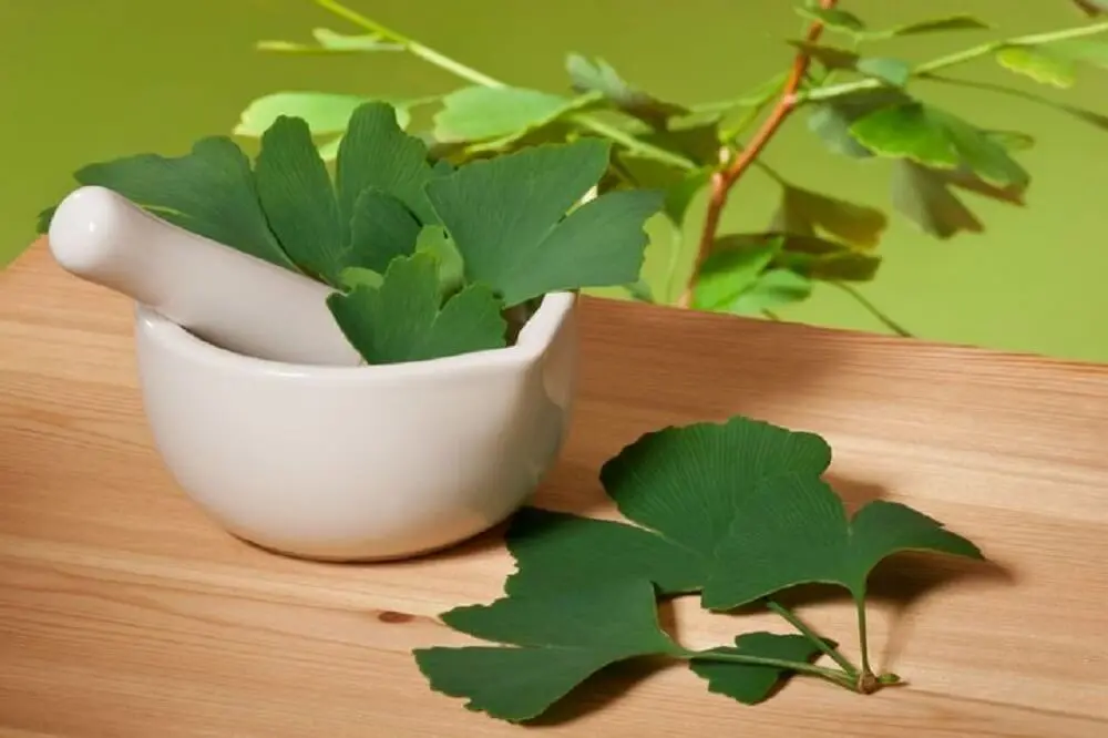 Ginkgo biloba, un afrodisíaco natural