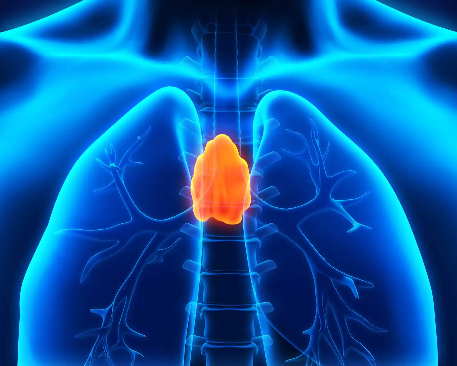 Glándula timo endocrina