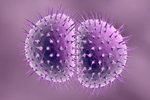 Bacteria de la gonorrea en 3D