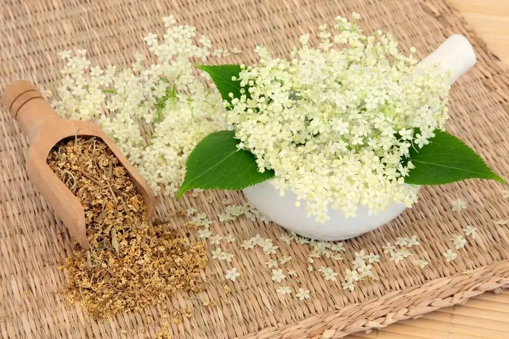 Infusión de ulmaria para mejorar la circulación.