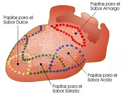 lengua