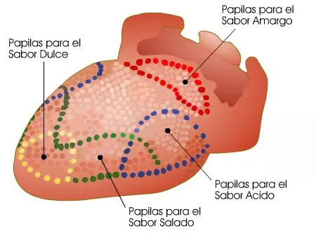 lengua
