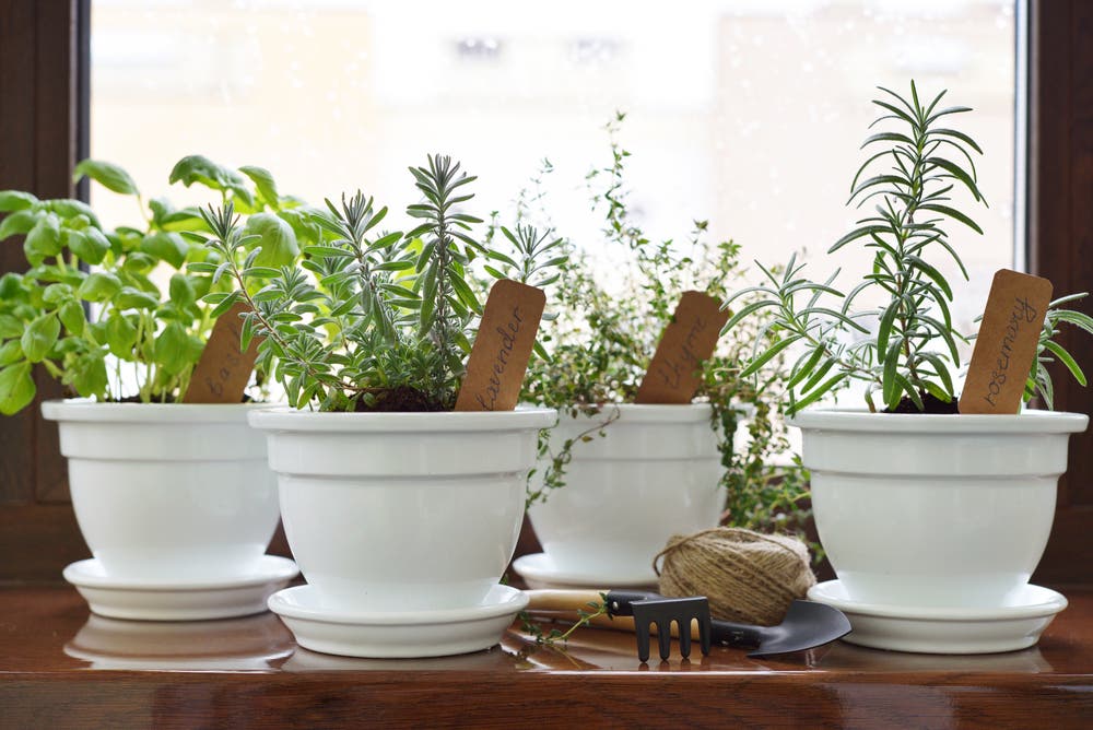 plantas aromáticas