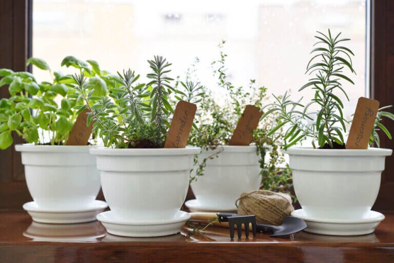 Crea tu propio jardín de plantas aromáticas