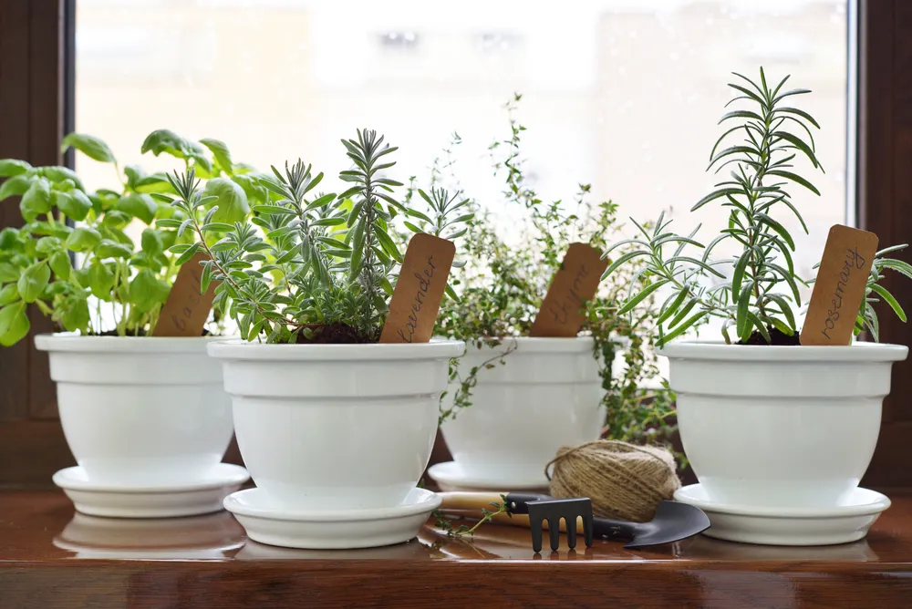 plantas aromáticas