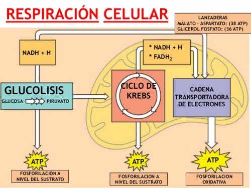 respiración de las células fases