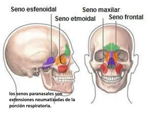 senos paranasales