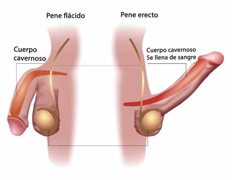 irrigacion-e-inervacion-del-pene
