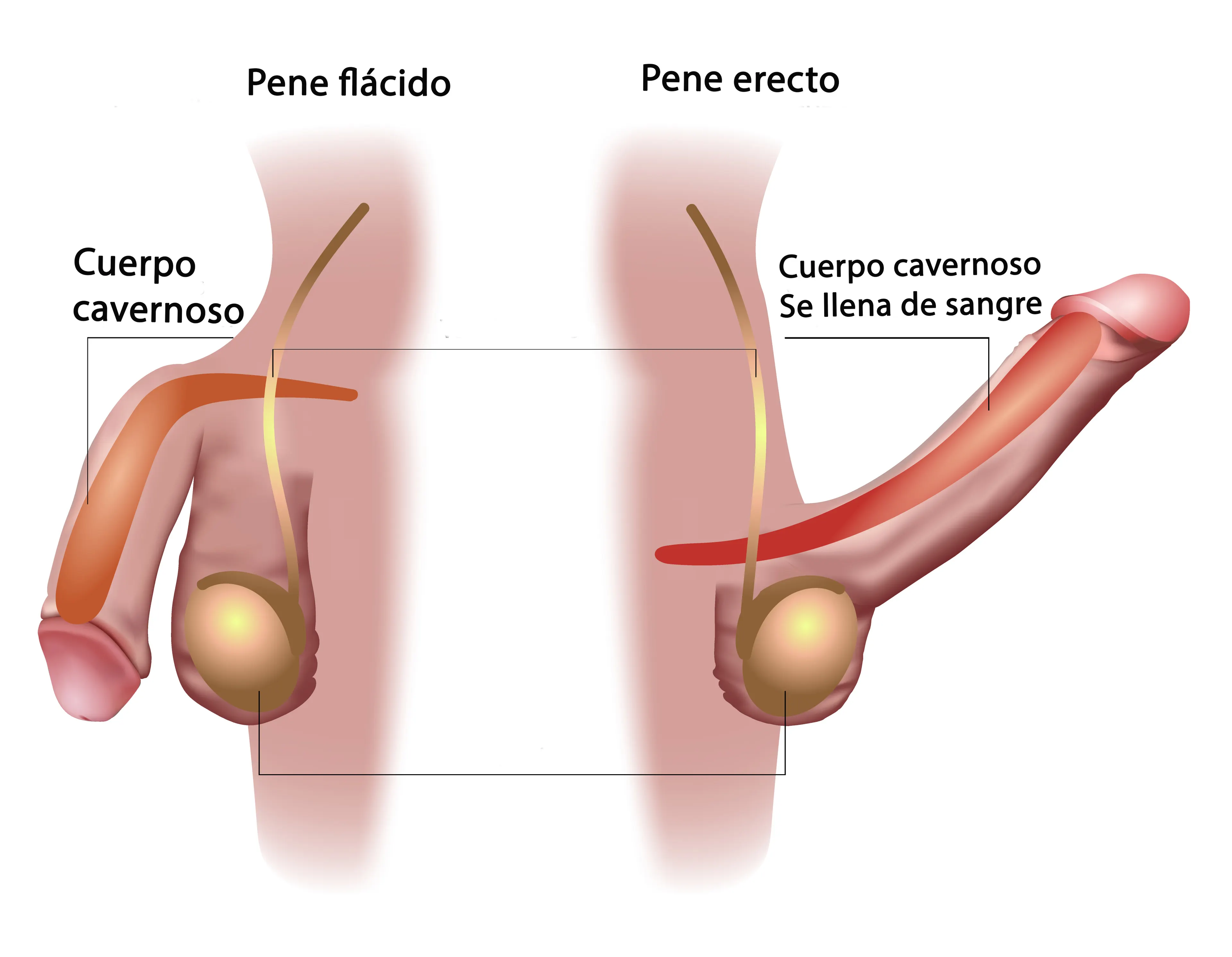 irrigacion-e-inervacion-del-pene