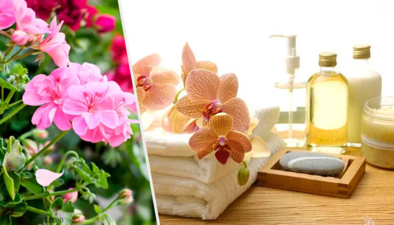 5 desinfectantes 100 % naturales