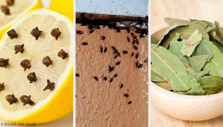 Cómo eliminar insectos de manera natural