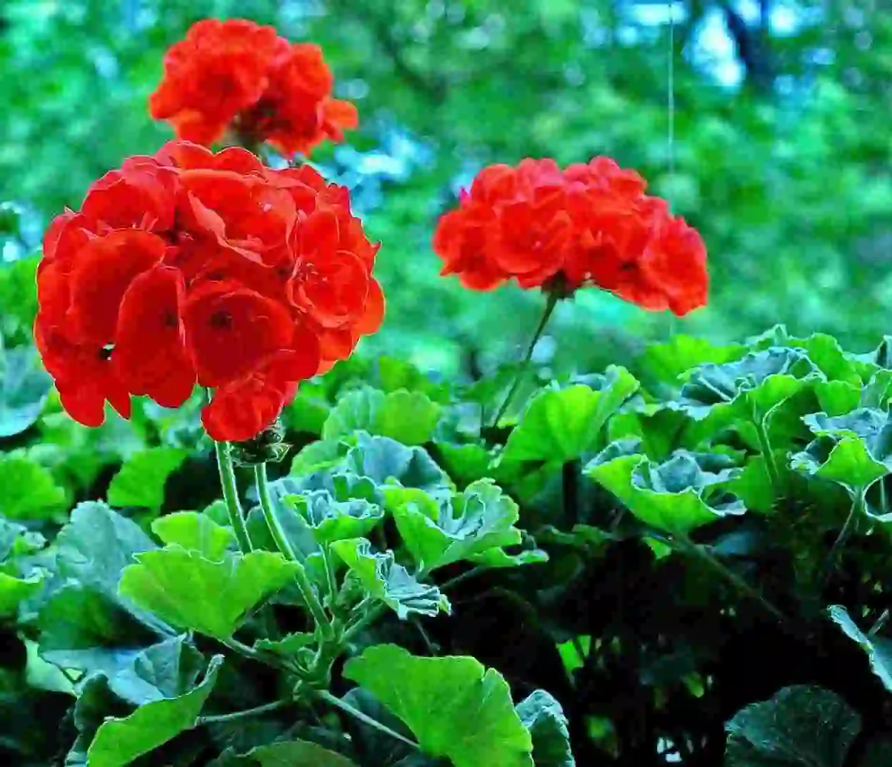 Flor de geranio.