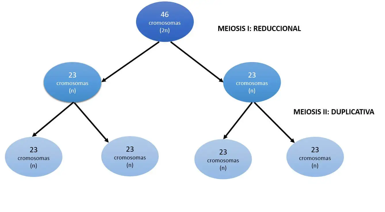 Síndrome de Turner. Meiosis