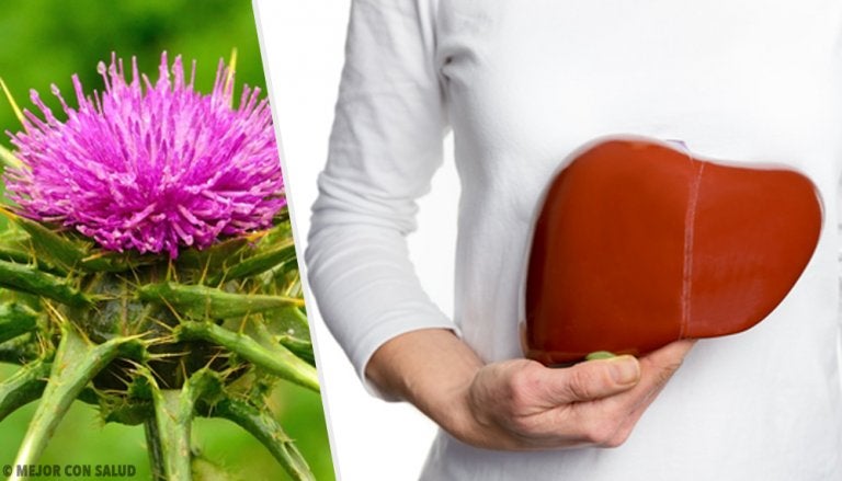 El cardo mariano: una planta popular dentro de la medicina alternativa