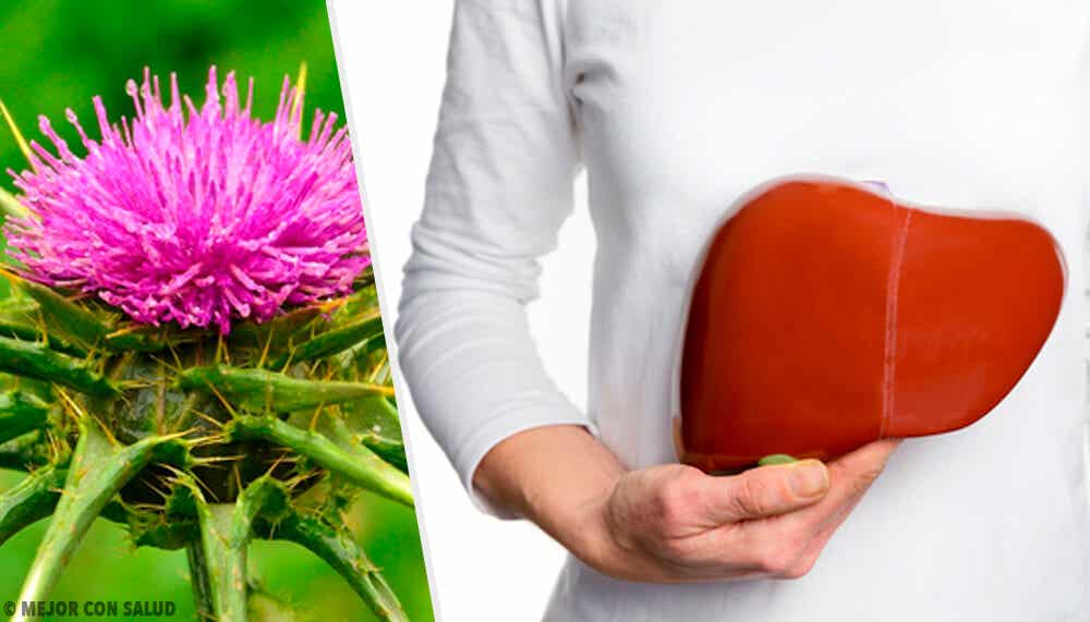 El cardo mariano: una planta popular dentro de la medicina alternativa