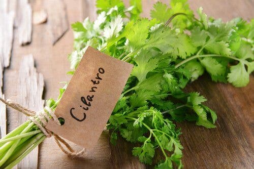 7 poderosas bondades del cilantro