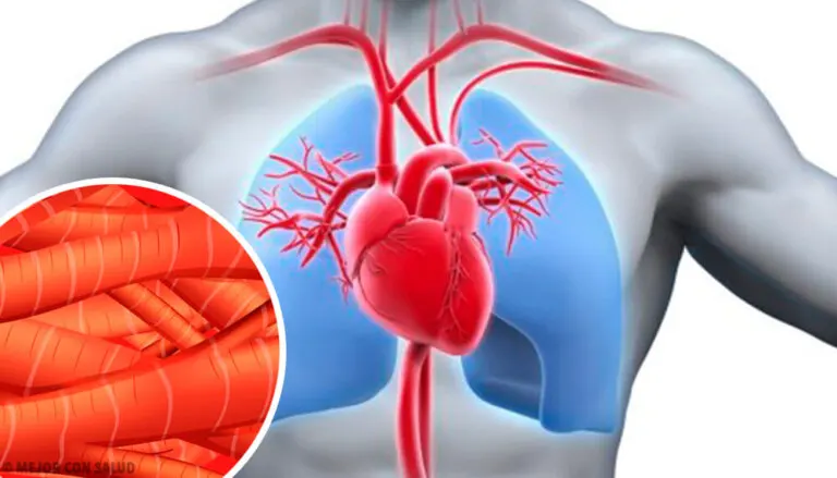 Contracción del músculo cardíaco