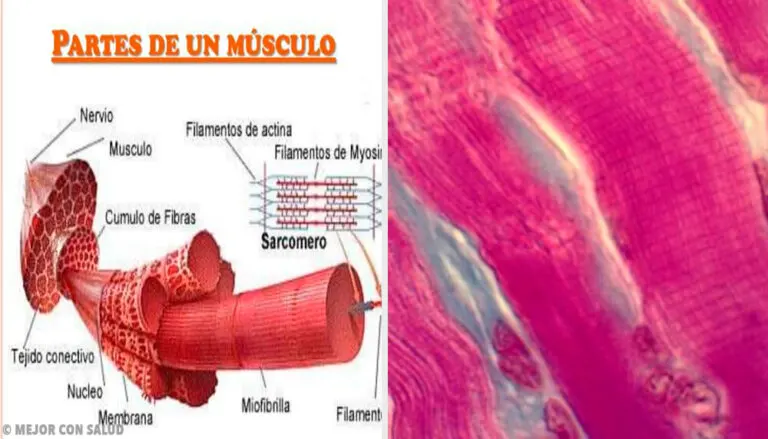 Contracción del músculo estriado