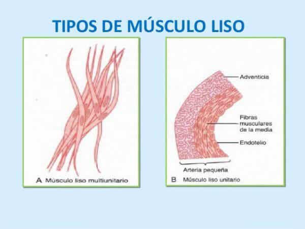 Contracción del músculo liso