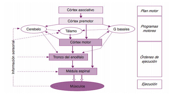 Control motor