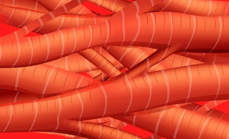 composición del músculo cardíaco