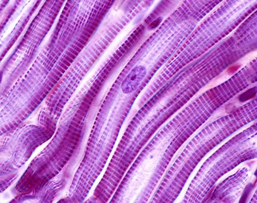 Cómo-sucede-la-contracción-del-músculo-cardíaco