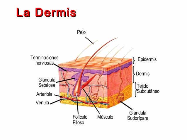 Fisiología de la piel: dermis