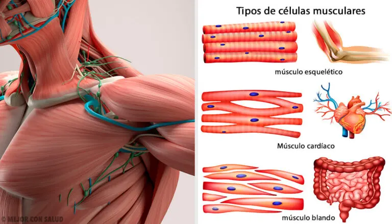 ¿Qué es el huso muscular y cómo funciona?