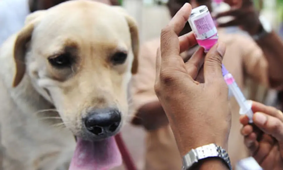 Eliminar la rabia canina