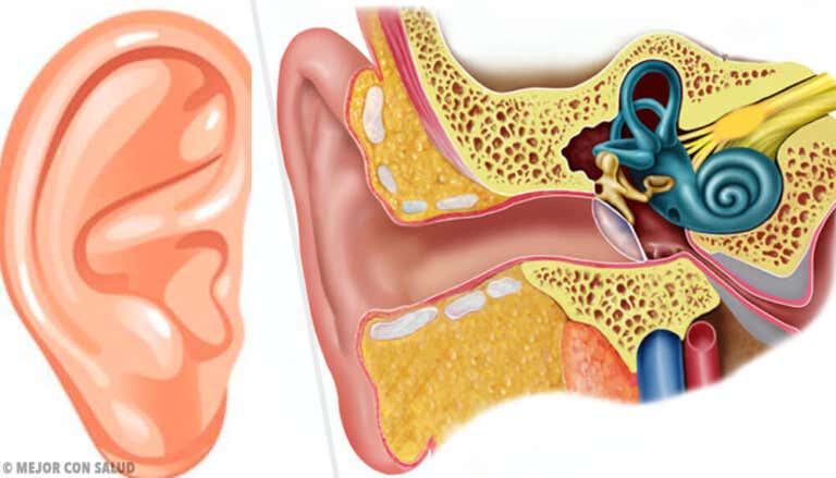 Fisiología del oído