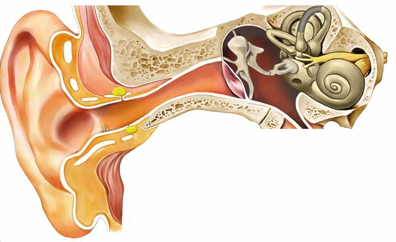 Fisiología del oído medio