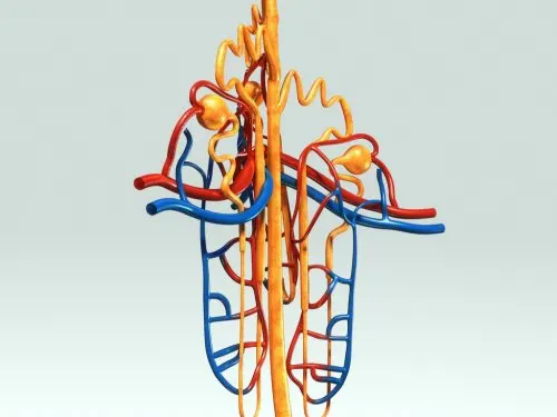 Funciones de la angiotensina II