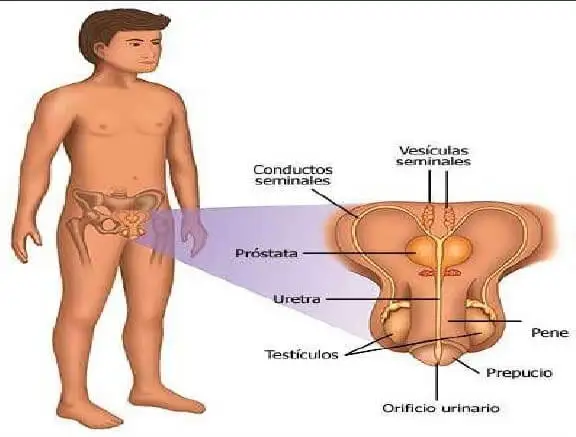 Funciones y niveles de la testosterona